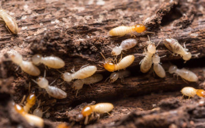 Termites